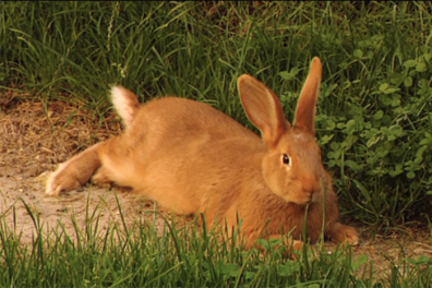 Les mouvements respiratoires des animaux - extrait